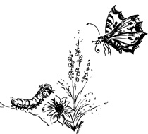 Raupe und Schmetterling